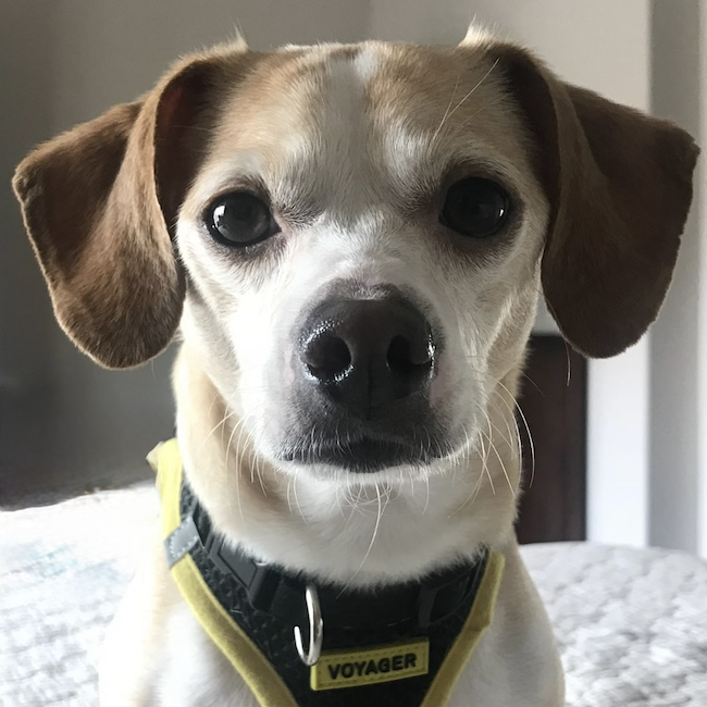 Rigby - Chief Happiness Officer (CHO)